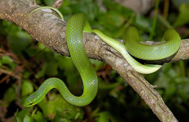 翠青蛇宠物-宠物蛇翠青蛇品种