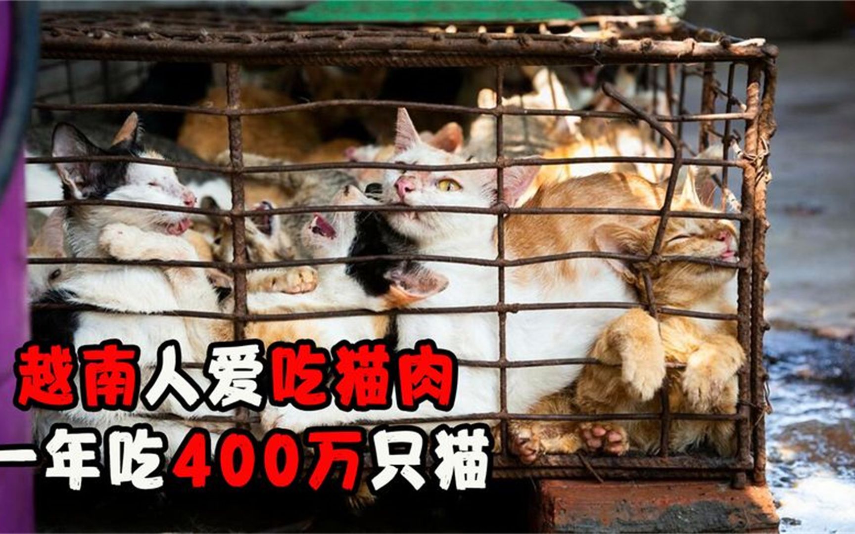 猫肉能不能吃-国家禁止吃猫肉的原因