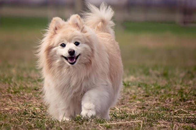 平常宠物犬-普通的宠物狗