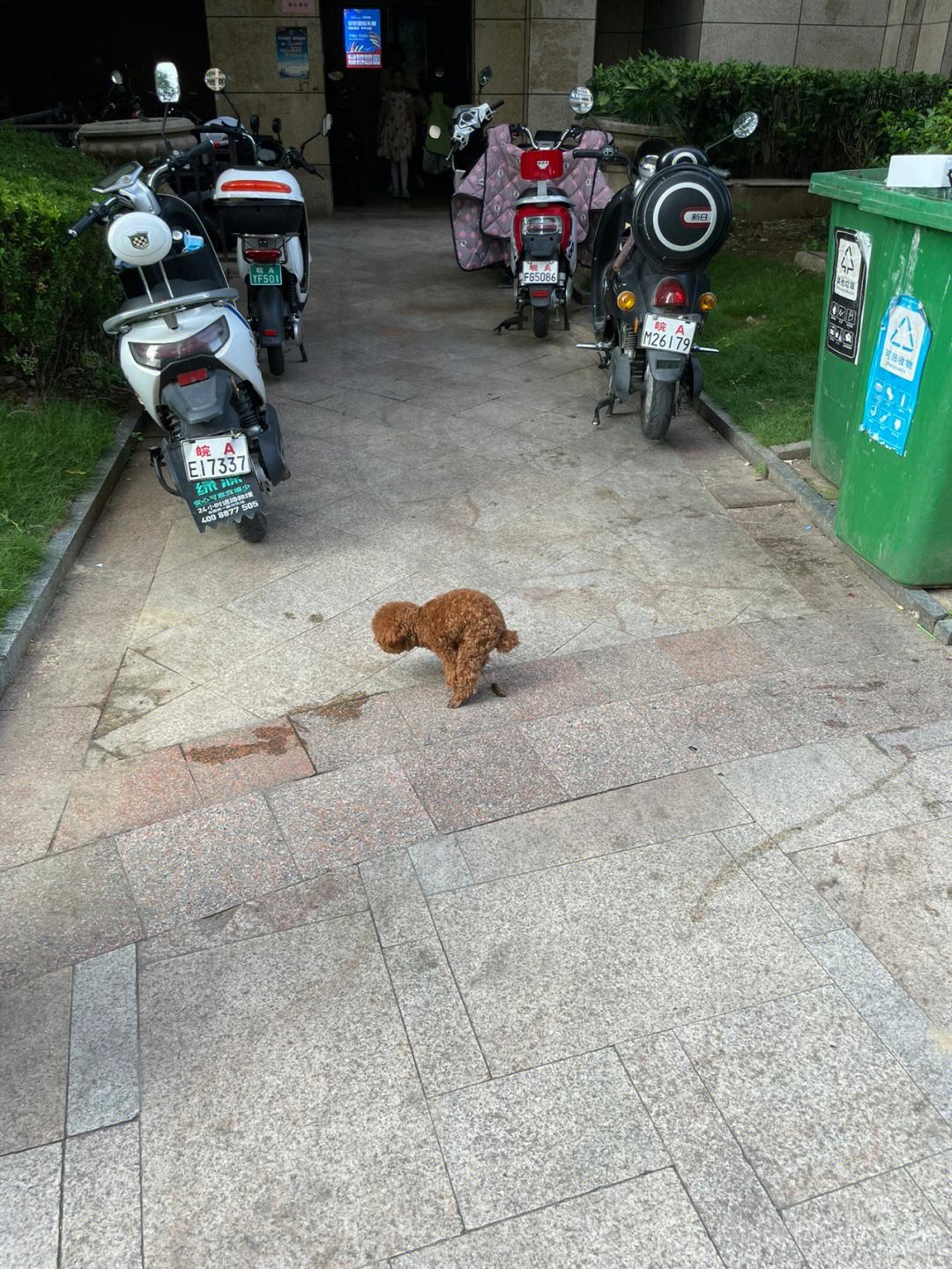 合肥宠物养殖基地