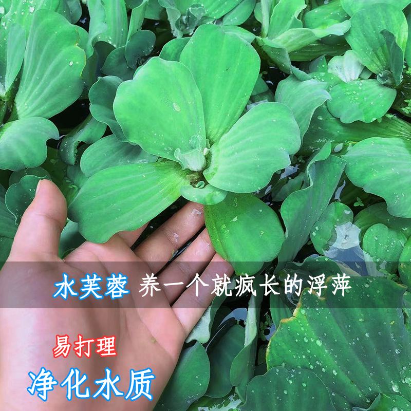 浮萍能净化水质吗