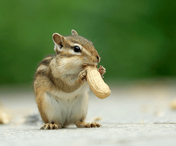 宠物鼠冲浪