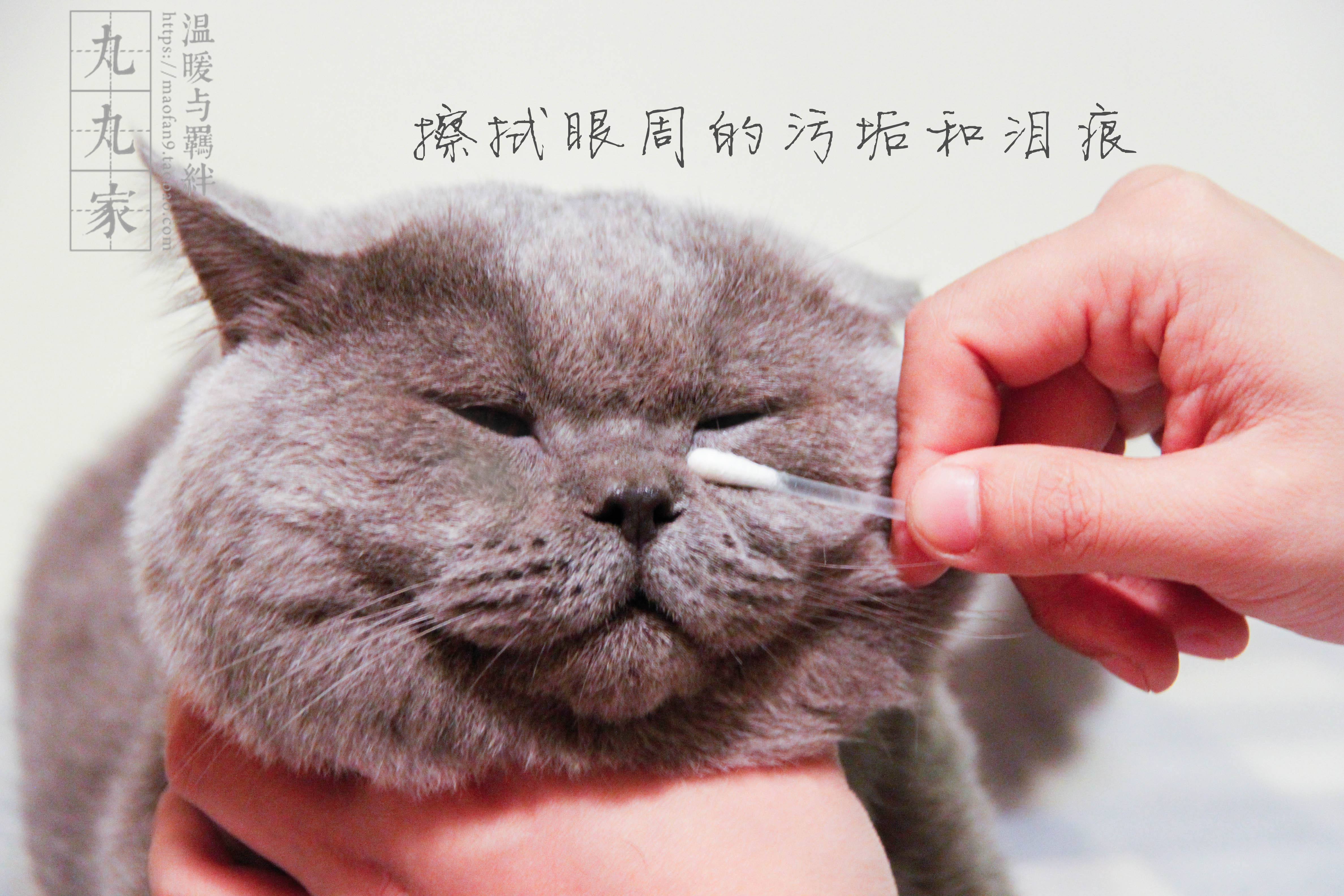 宠物泪痕猫