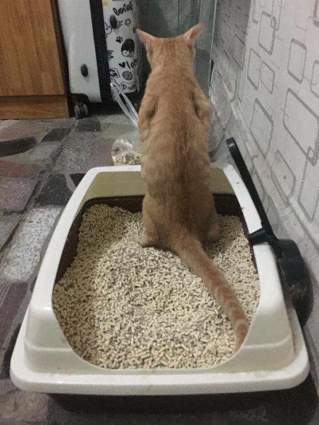 宠物猫大小便