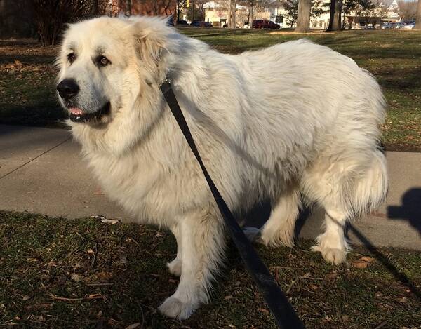 大白熊犬价格