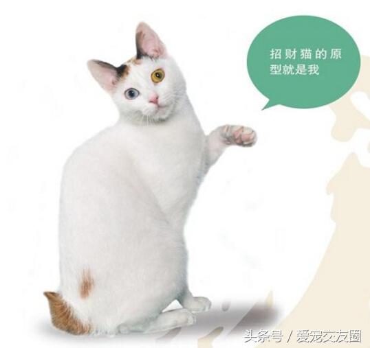 招财猫原型