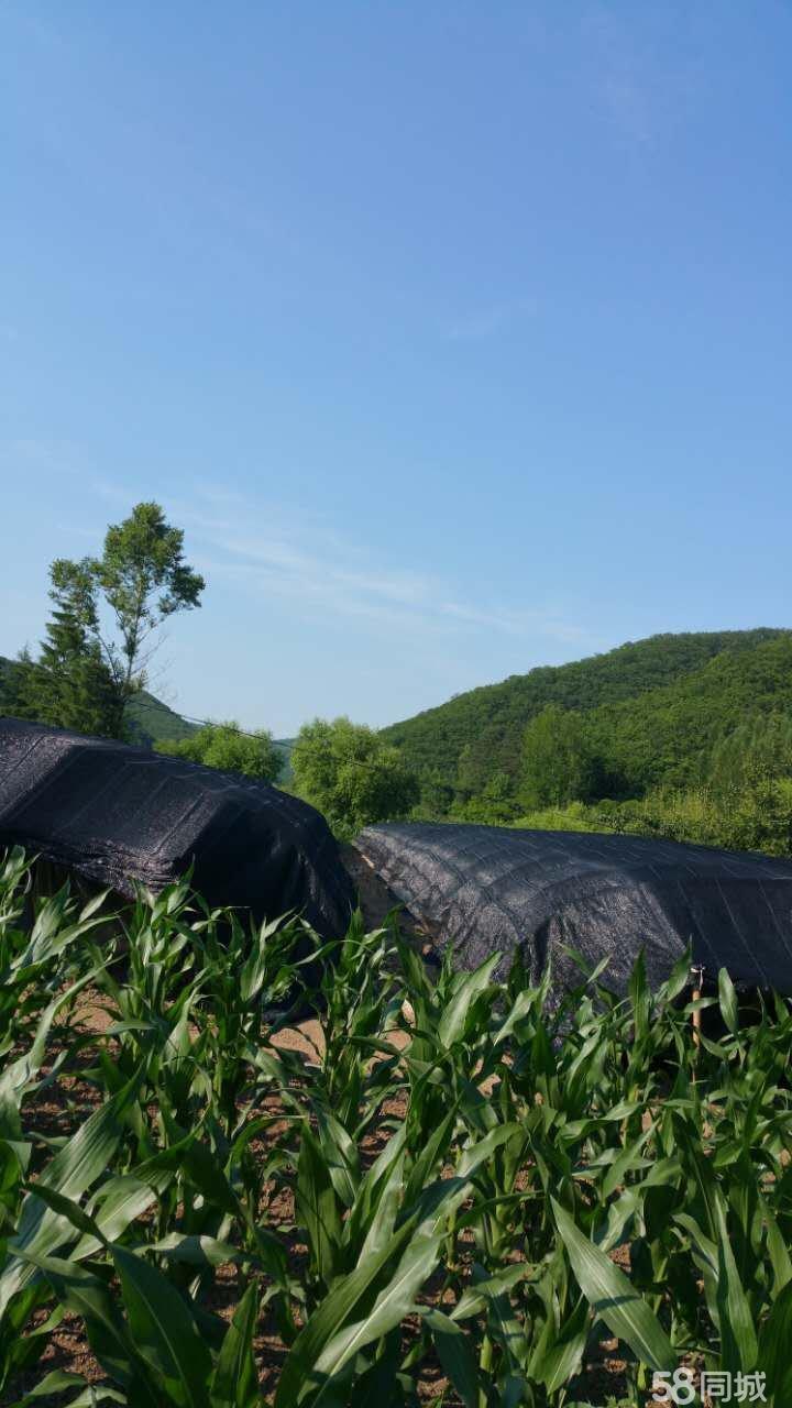 深圳市灵芝宠物美容院-深圳市灵芝宠物美容院怎么样