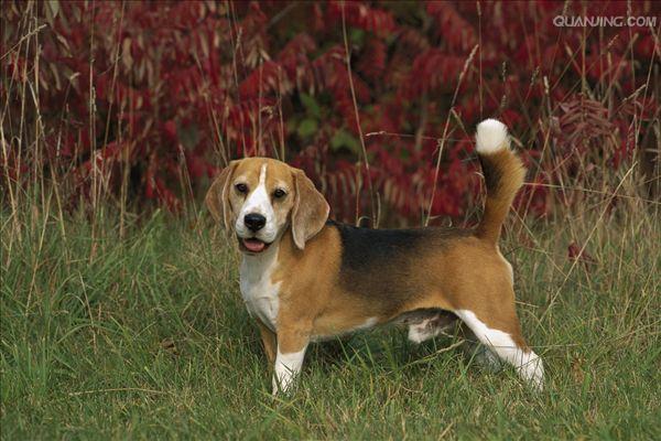 世界名犬图片大全-世界名犬图片大全 大型犬