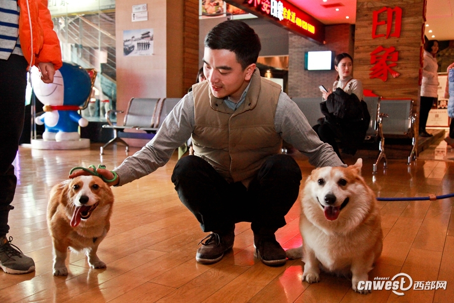 西安爱犬宠物门诊-西安爱犬宠物门诊怎么样