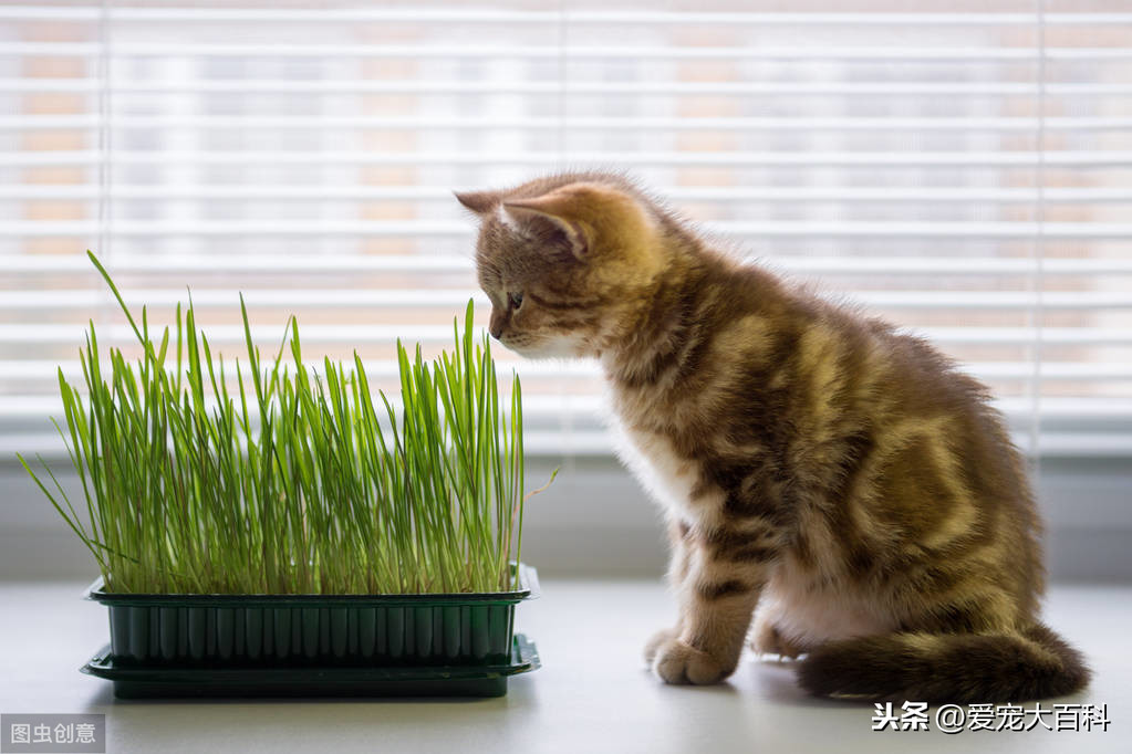 猫草有什么作用-猫爪草有什么作用