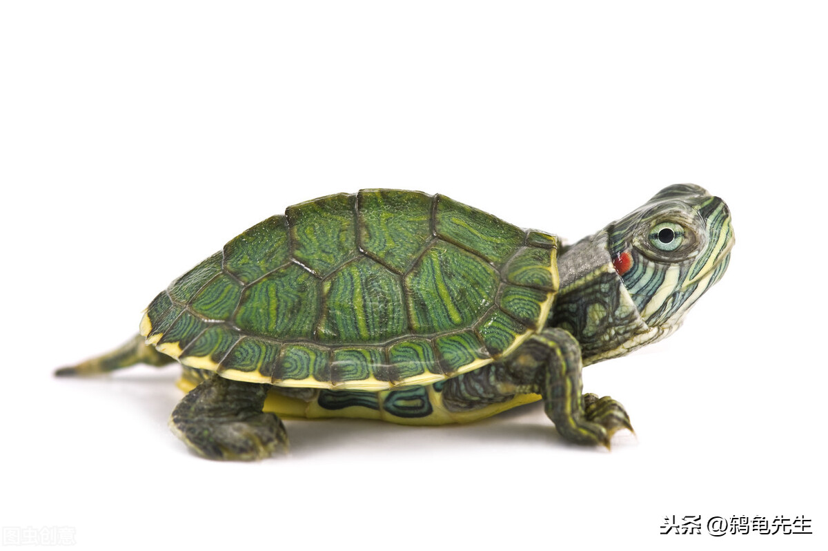 乌龟为什么寿命长-乌龟为什么寿命长益智解谜