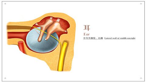 耳屎多久清理一次-耳屎多久清理一次多少钱?