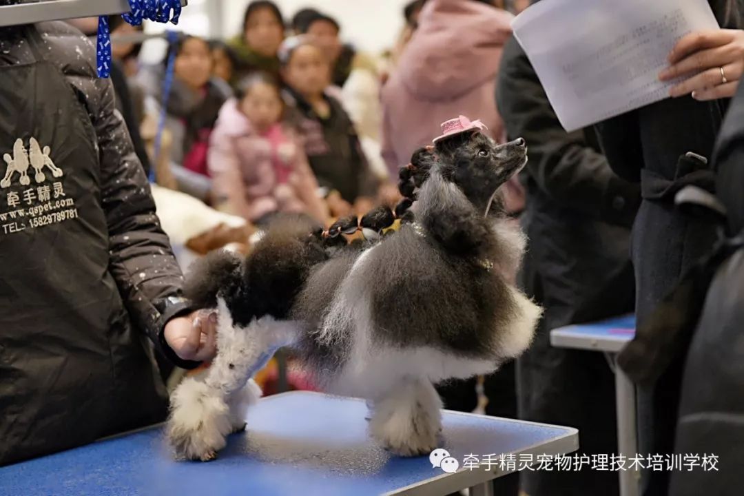 西安牵手精灵宠物学校-西安牵手精灵宠物学校怎么样