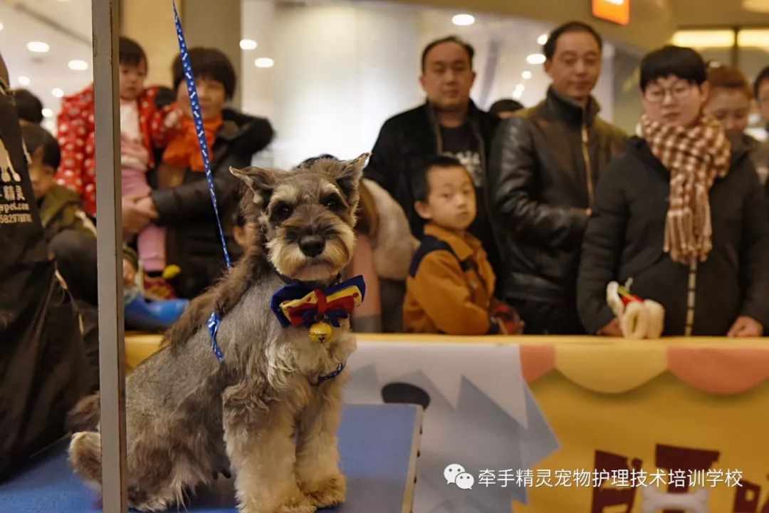 西安牵手精灵宠物学校-西安牵手精灵宠物学校怎么样