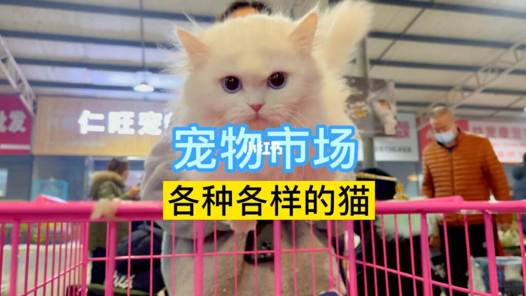 交易宠物猫