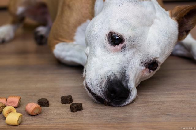 狗能吃糖果吗