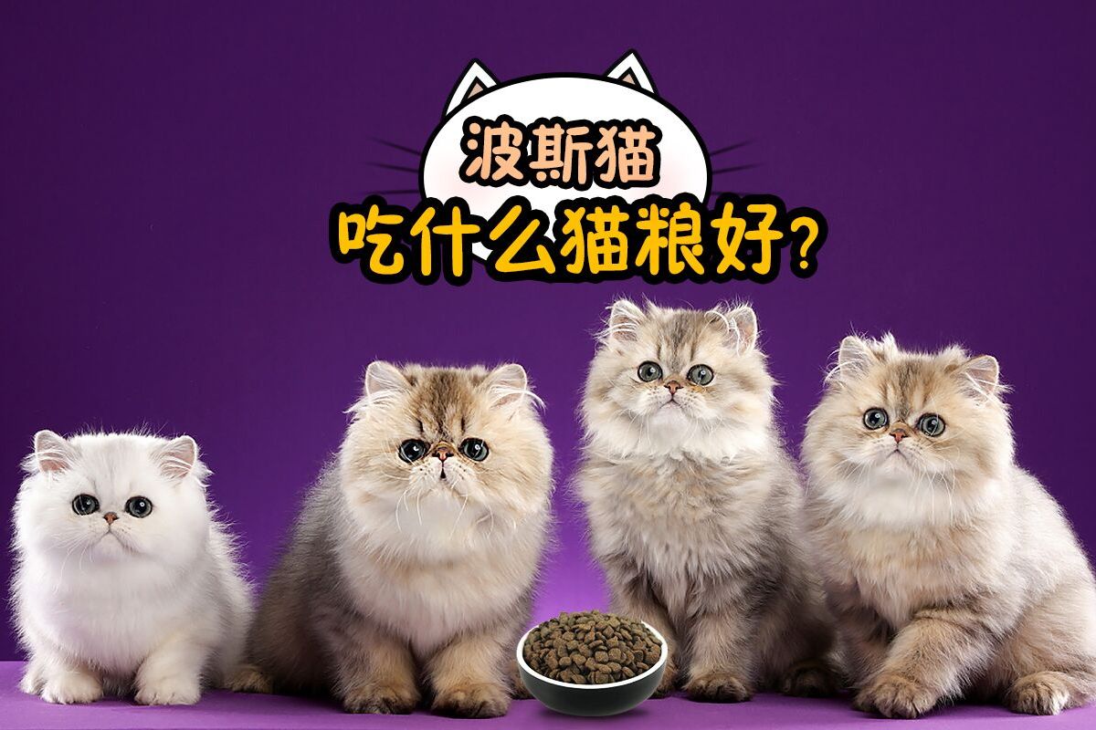 宠物猫一般吃什么