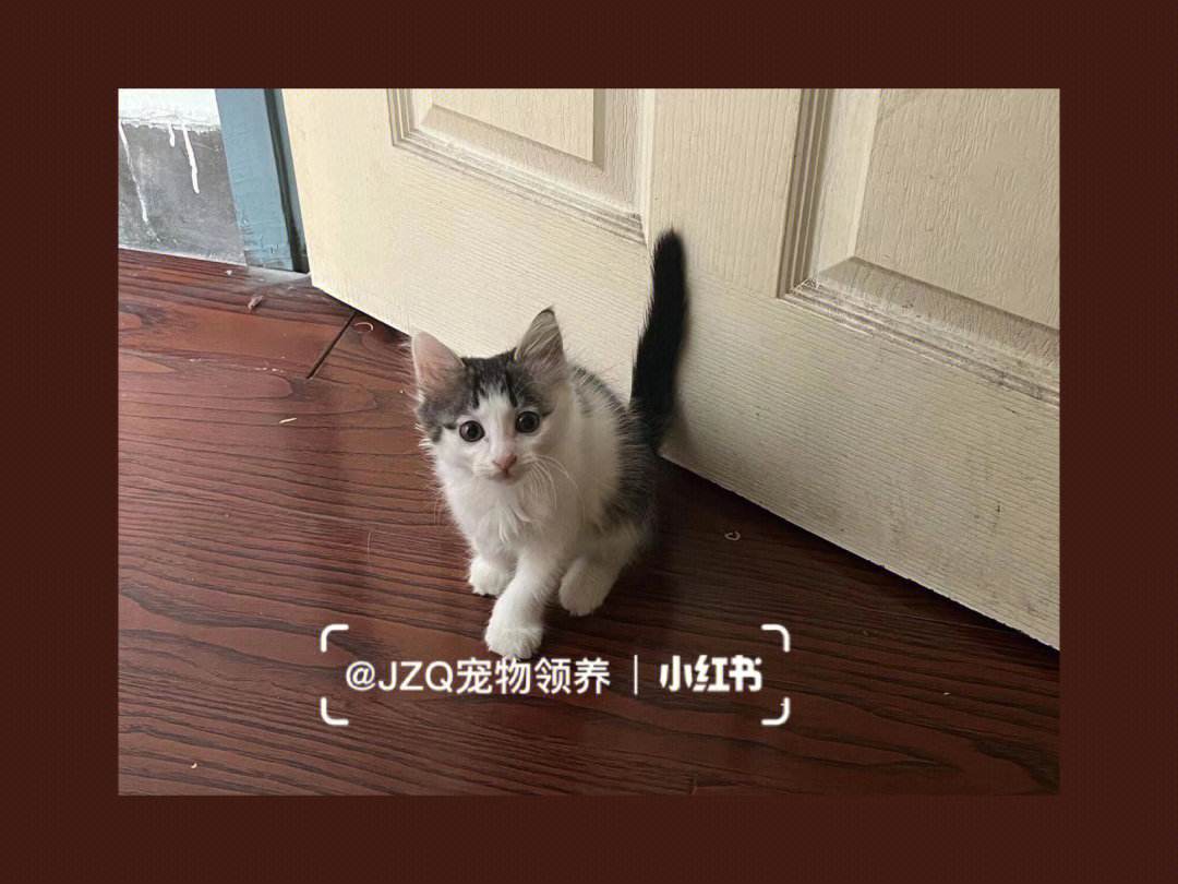 重庆宠物猫专卖店-重庆有没有比较好的猫咪宠物店