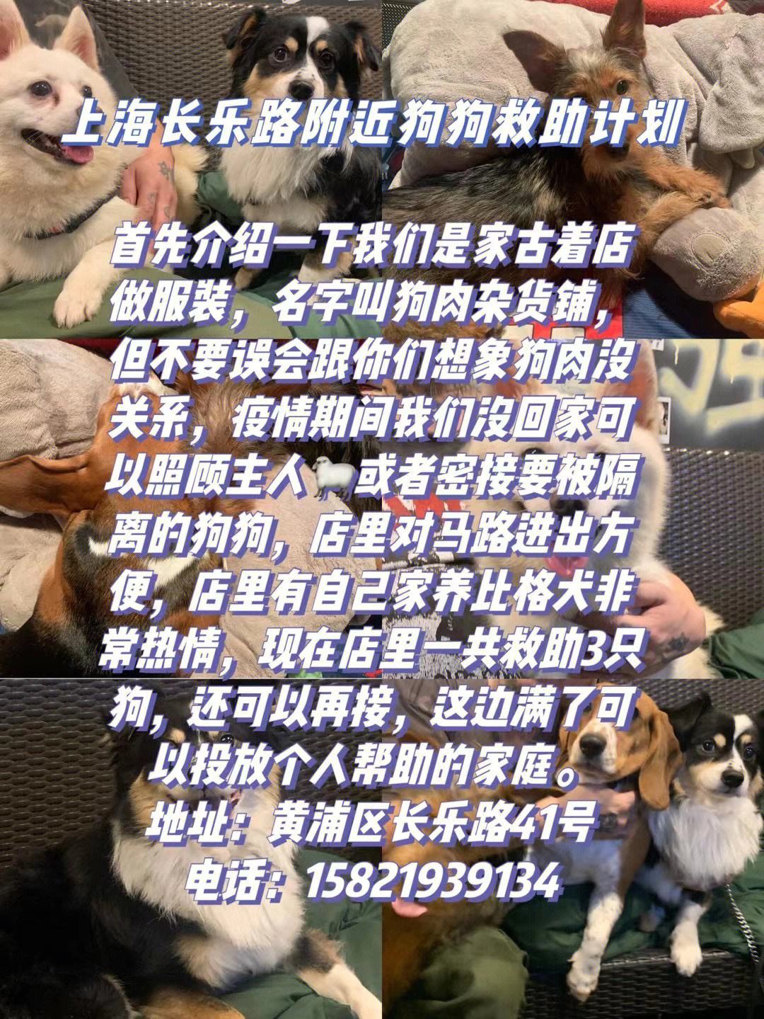 宠物救助会-宠物救助站会收留狗吗