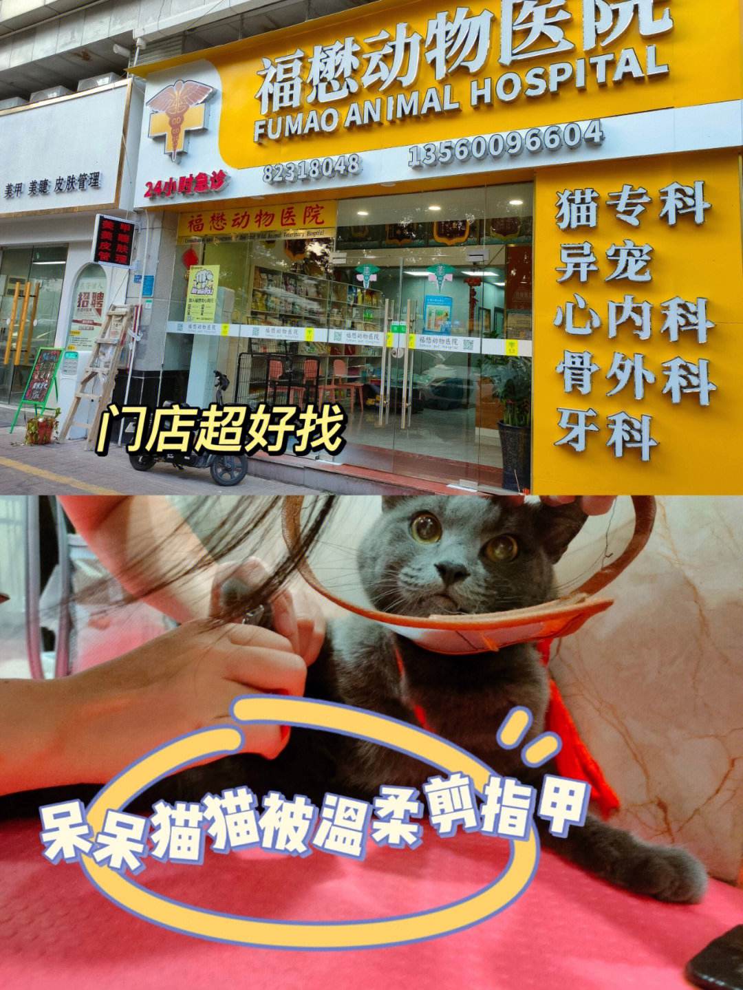 开宠物店要学什么-开宠物店需要具备哪些专业知识