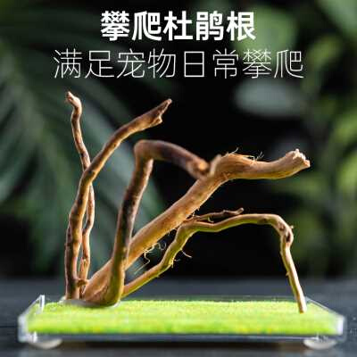 昆虫宠物喂养-家养昆虫喂食手册彩色