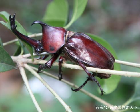 昆虫宠物喂养-家养昆虫喂食手册彩色