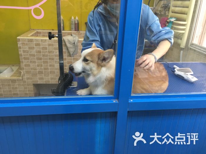 黄村宠物店-大兴黄村宠物医院24小时营业
