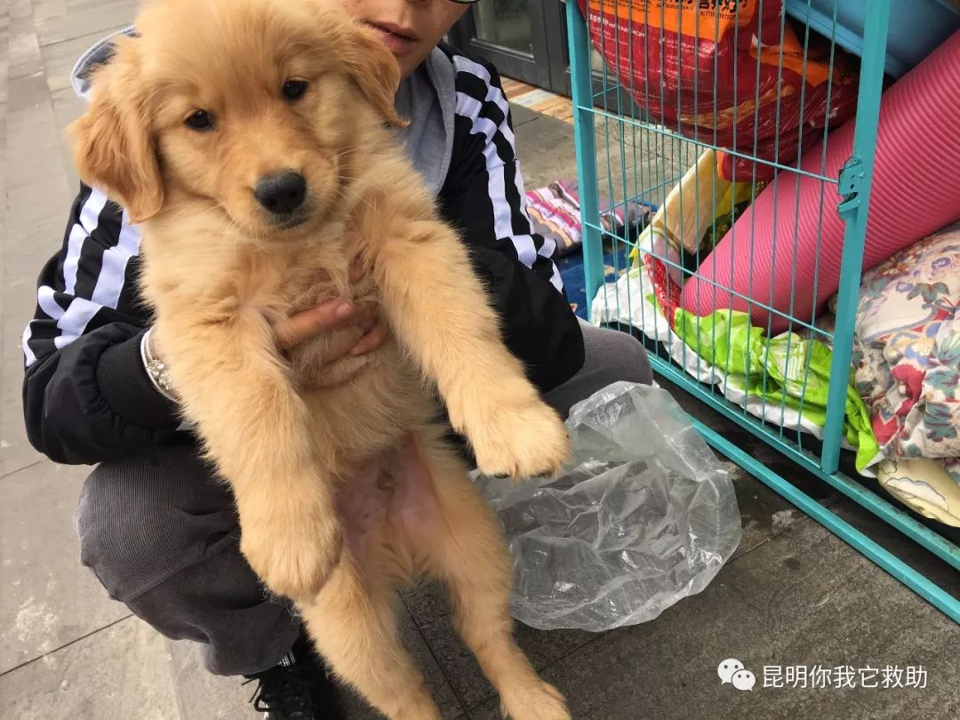 宠物店卖病狗犯法吗-宠物店卖病狗怎么赔偿