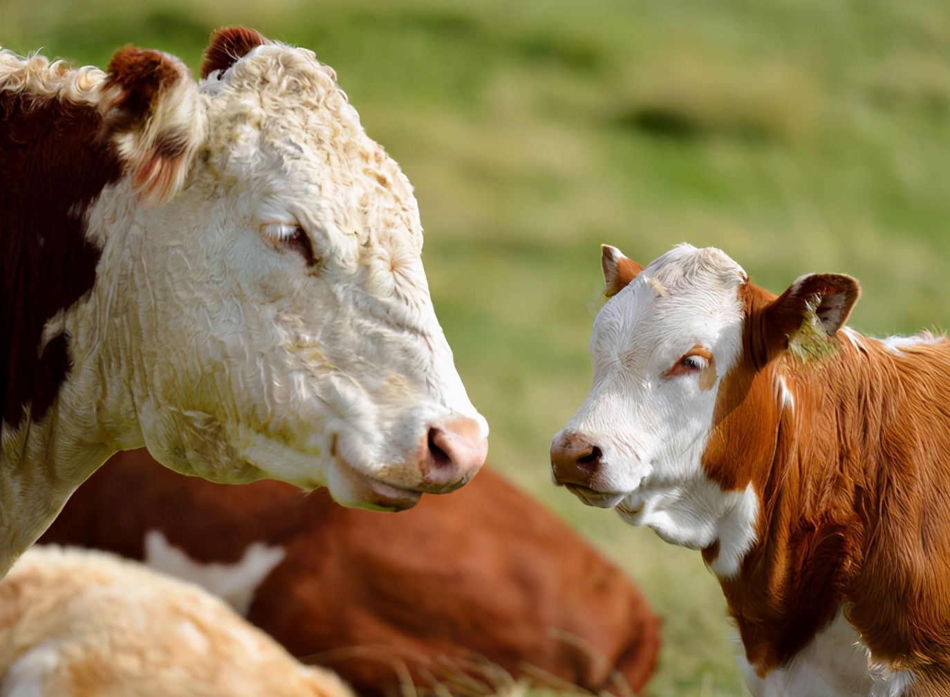 牛怀孕多少天生产