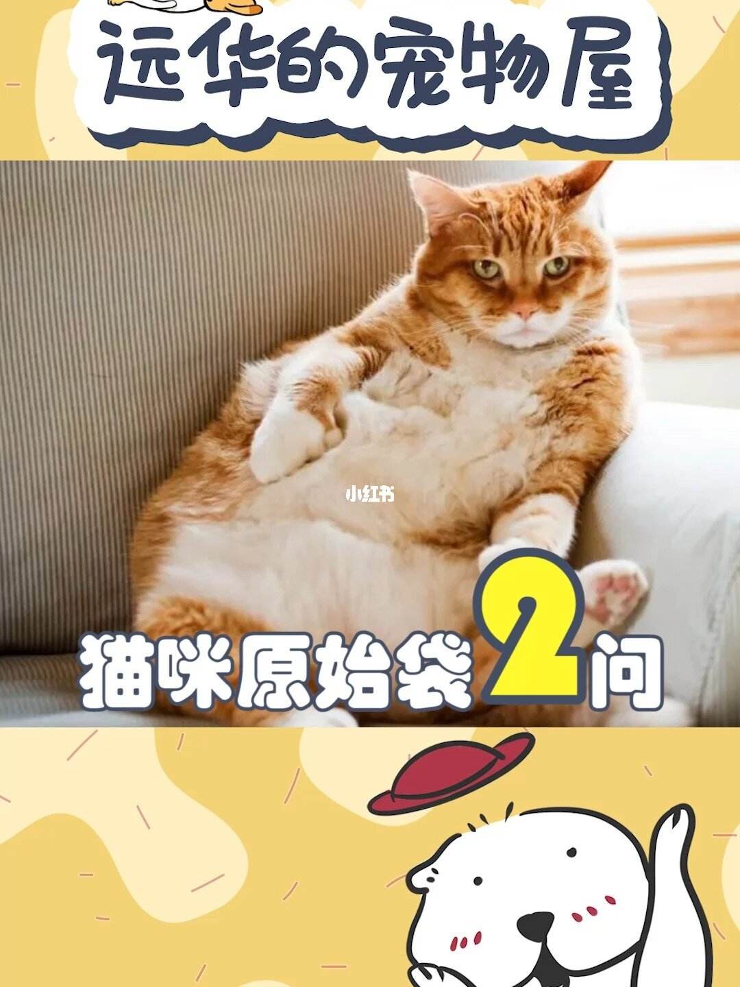 猫咪原始袋