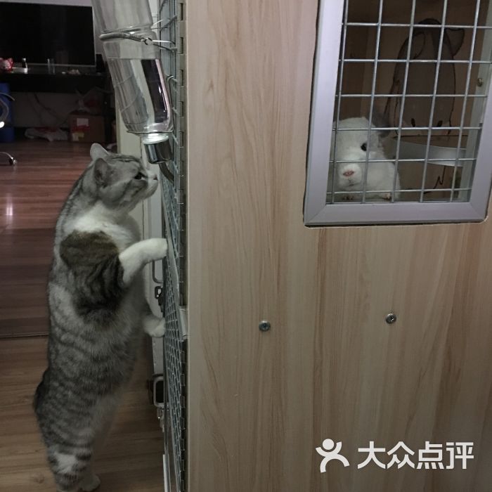 北京龙猫宠物店