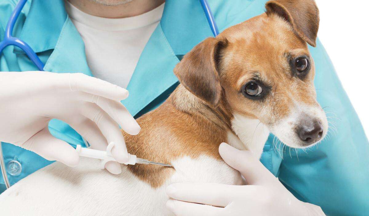 自己给宠物狗打疫苗吗-自己给狗狗打疫苗注意事项