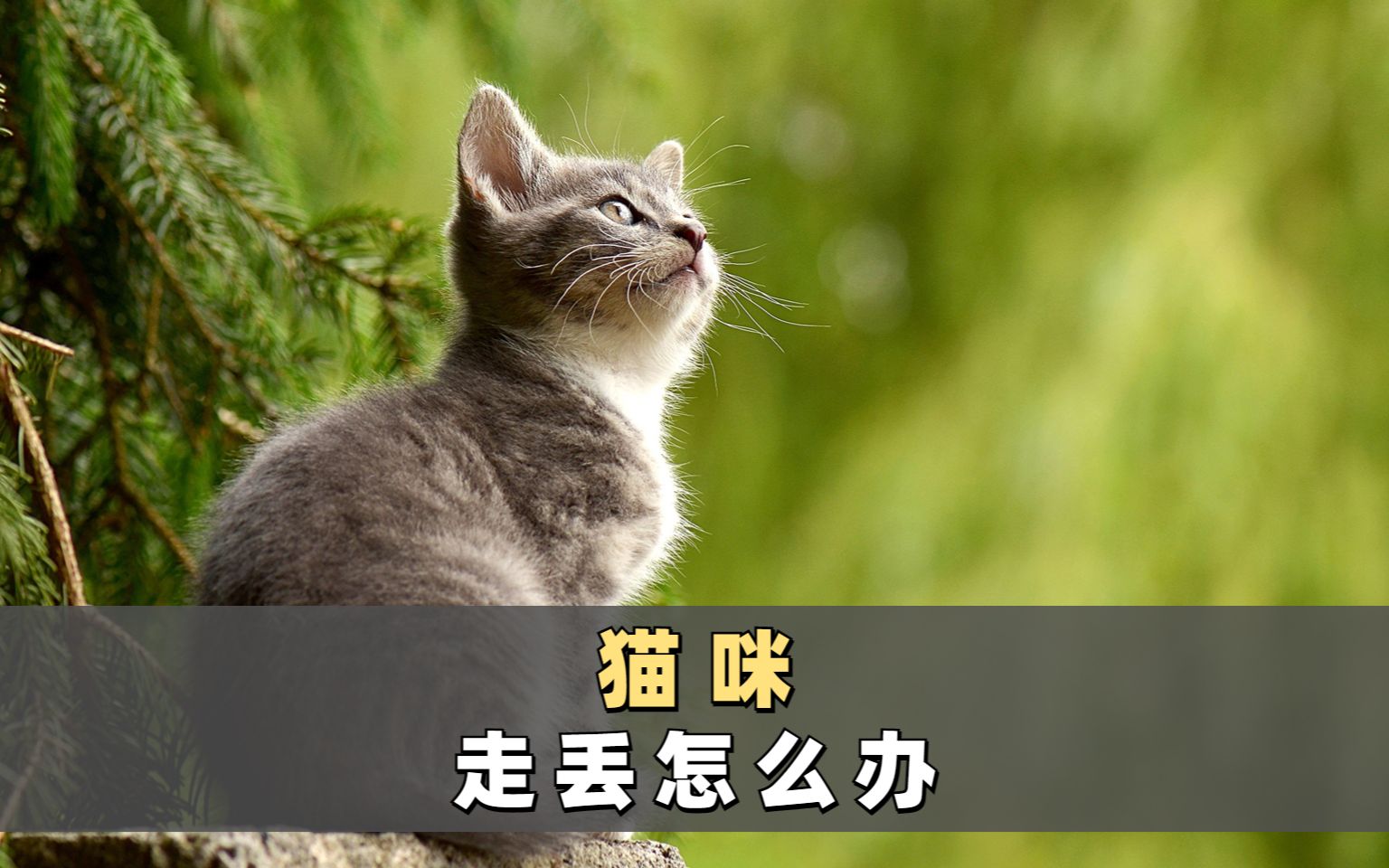 猫丢了怎么找回来-猫丢了怎么找回来最简单的方法