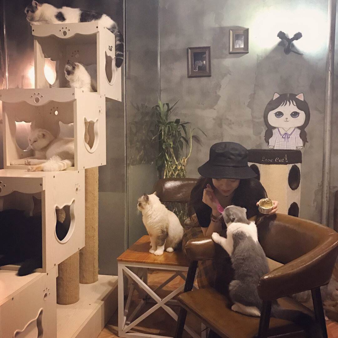 猫咪咖啡厅-猫咪咖啡厅动漫