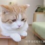 猫几岁发情