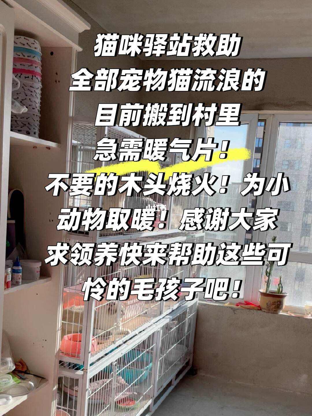 沈阳宠物救济站-沈阳宠物救助站领养宠物