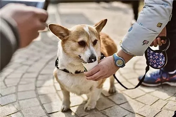 宠物狗哪里打狂犬疫苗