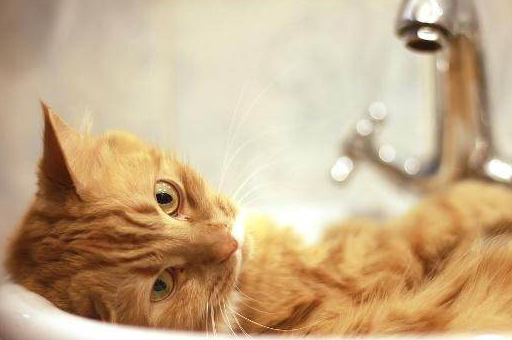 猫洗澡要多少钱-宠物店给猫咪洗澡多少钱一次