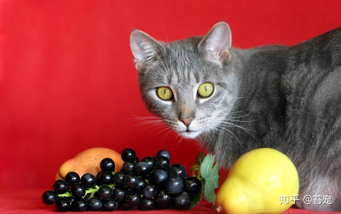小猫能吃什么水果-小猫能吃什么水果吗