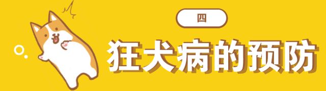 狂犬病毒症状-狂犬病毒症状是什么样的