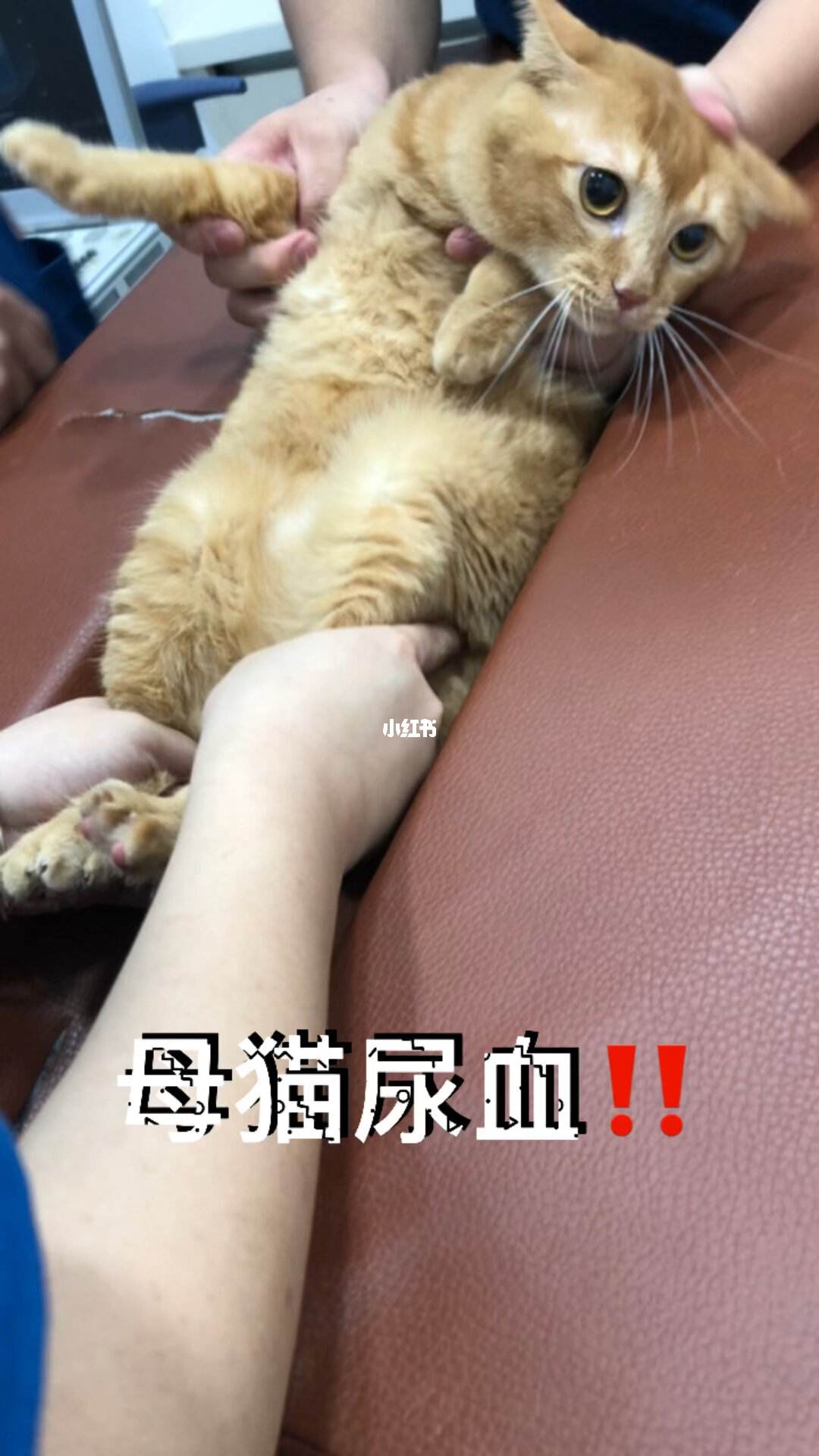 宠物狗尿黄是什么症状