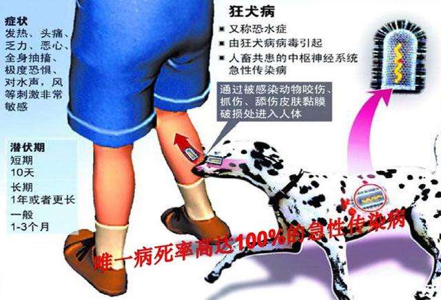 宠物狗打了狂犬疫苗-宠物狗打了狂犬疫苗咬到人有事吗