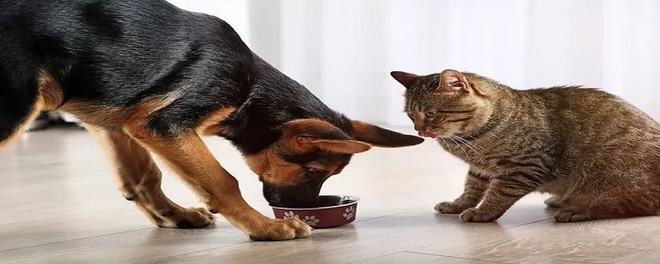 狗狗可以吃猫粮吗-宠物猫除了猫粮还能吃什么
