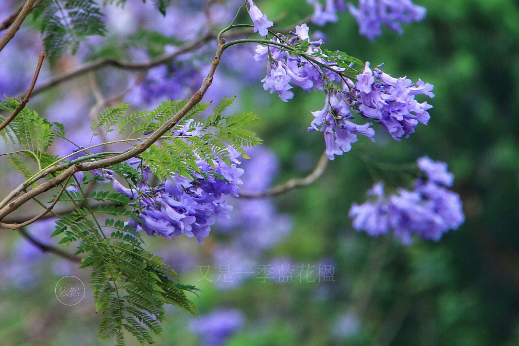 蓝花楹图片-西南大学蓝花楹图片