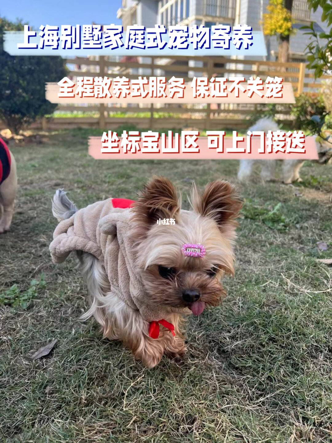 上海宝山宠物-上海宝山宠物救助站