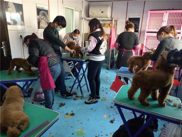 北京芊羽宠物美容培训-北京专业宠物美容培训学校