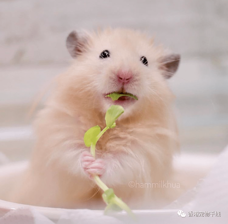 仓鼠挑食怎么办-仓鼠挑食怎么办最有效的方法