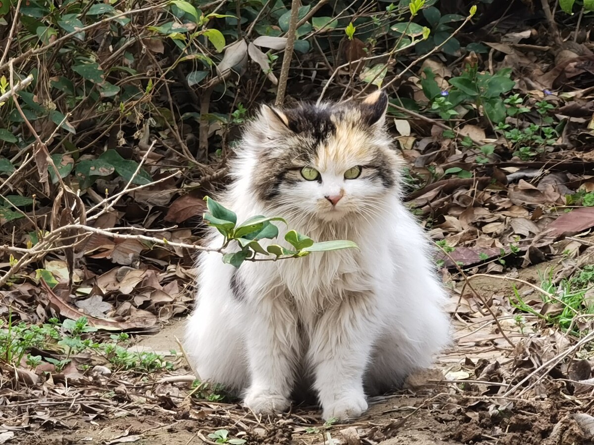 长毛三花猫-长毛三花猫多少钱