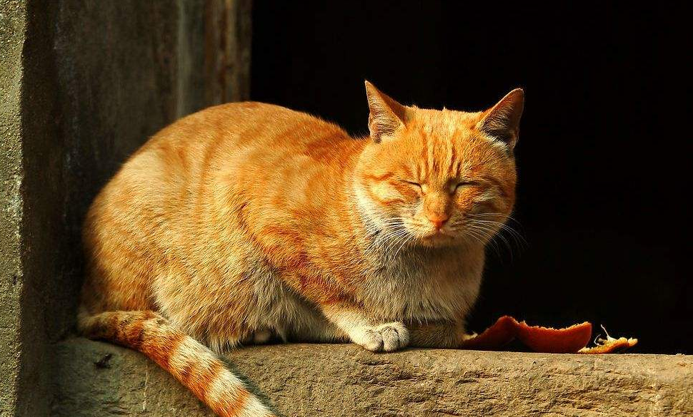 猫不喜欢什么味道-猫不喜欢什么味道又不会刺激