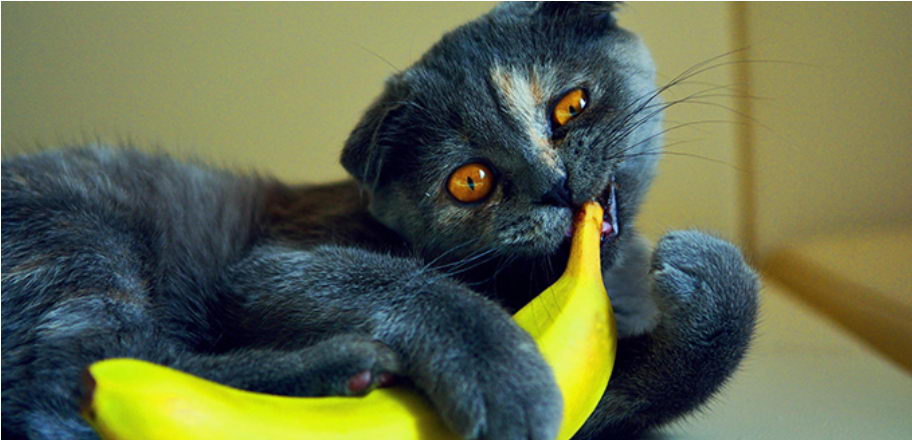 宠物能吃香蕉吗-宠物能吃香蕉吗为什么
